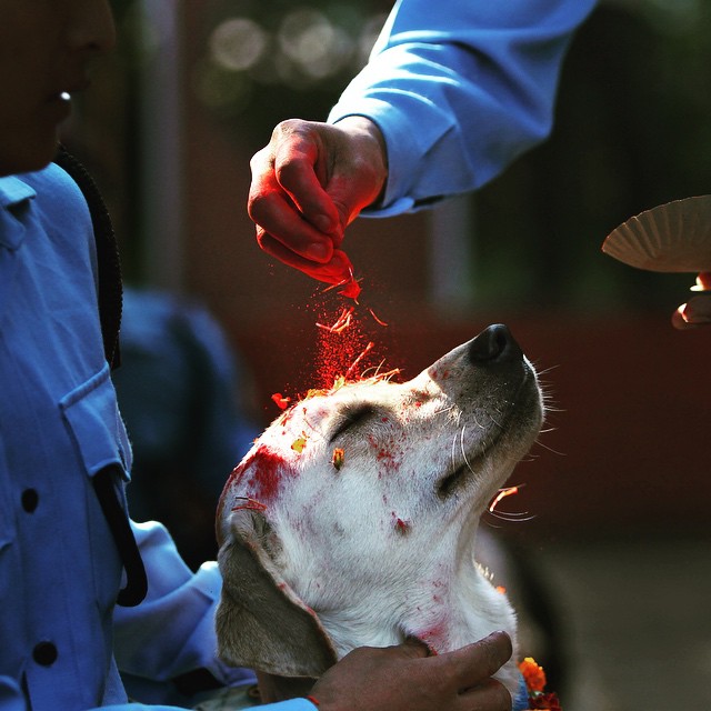 Festival-en-Nepal-dedicado-a-agradecer-la-lealtad-de-los-perros-4