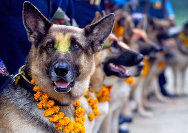 Festival-en-Nepal-dedicado-a-agradecer-la-lealtad-de-los-perros-5